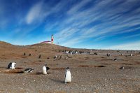 Penguins at the Lighthouse