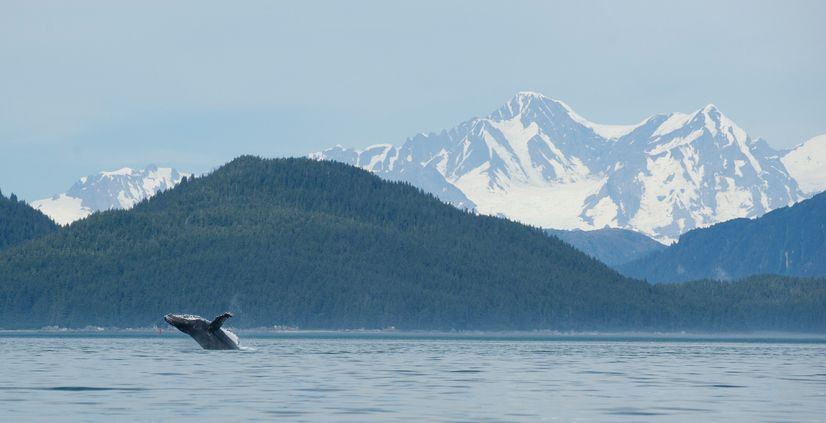 Whale at Glacier Bay