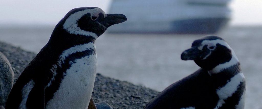 magellanic penguins