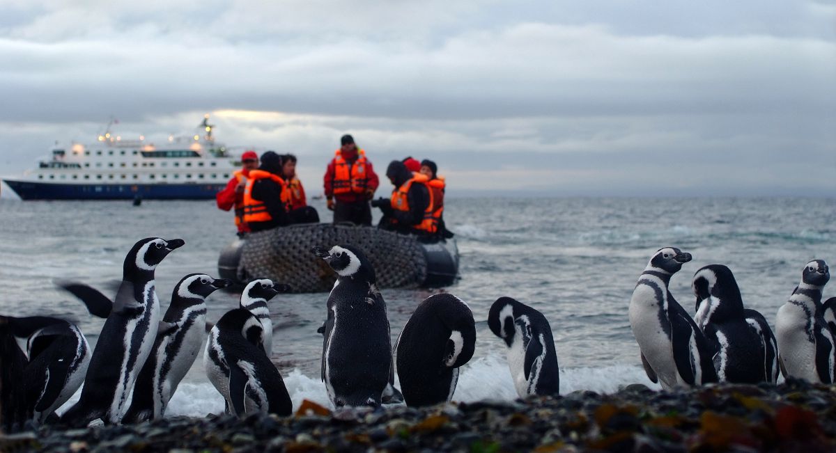 penguins in chile