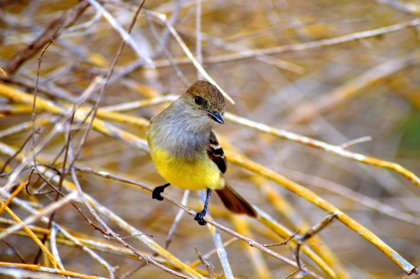 The Galapagos Islands