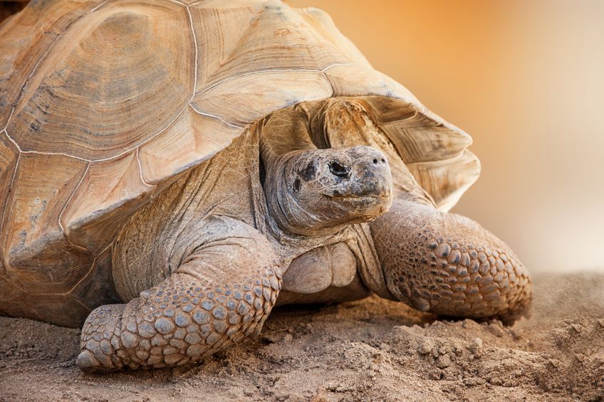 The Galapagos Islands