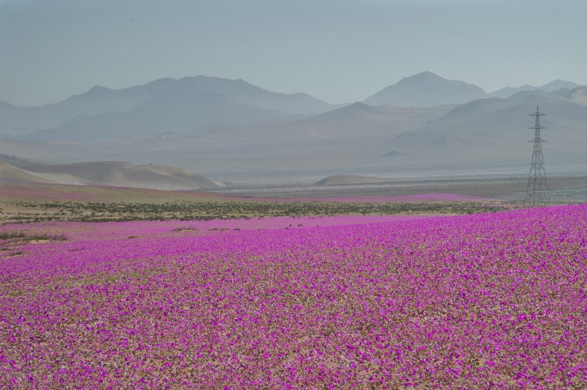 San Pedro de Atacama