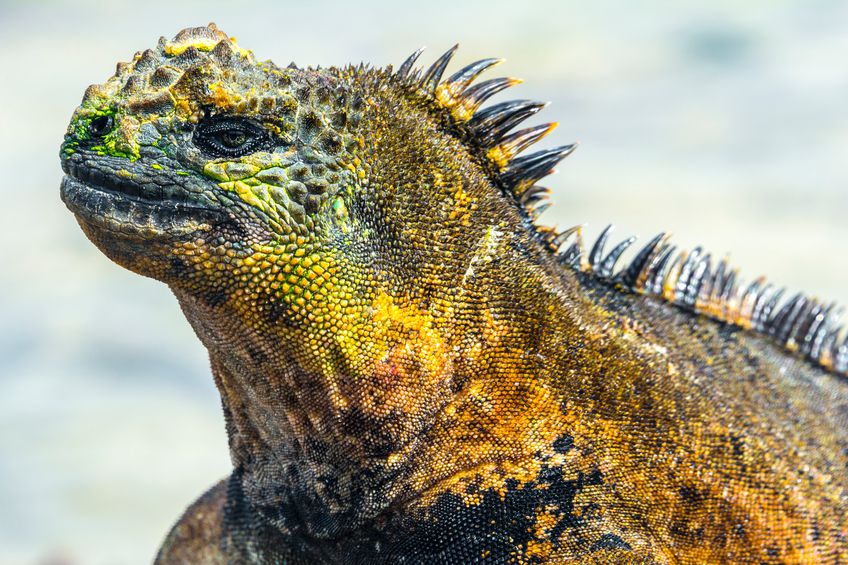 The Galapagos Islands