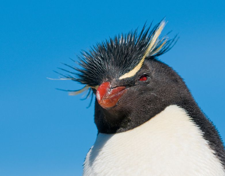 argentina animals