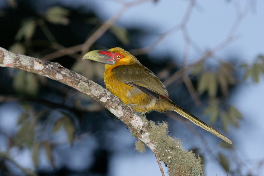 argentina animals