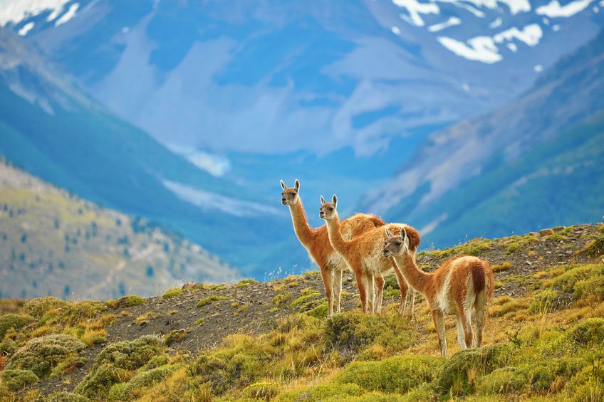 chile animals