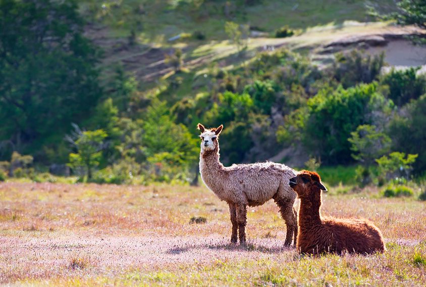 how to get to torres del paine