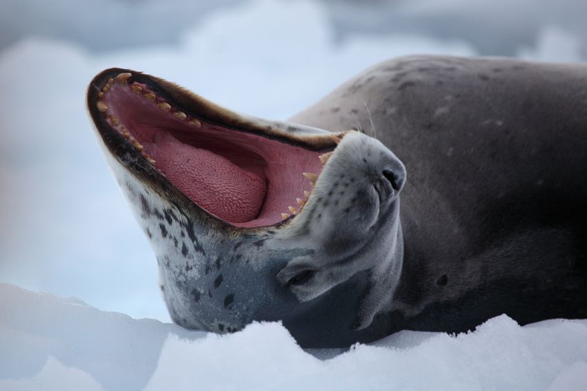 leopard seal