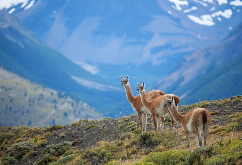 argentina wildlife