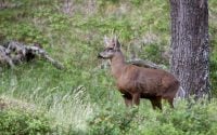 8 Fascinating Facts About the Chile National Animal