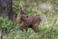 Huemul-Watching in Patagonia