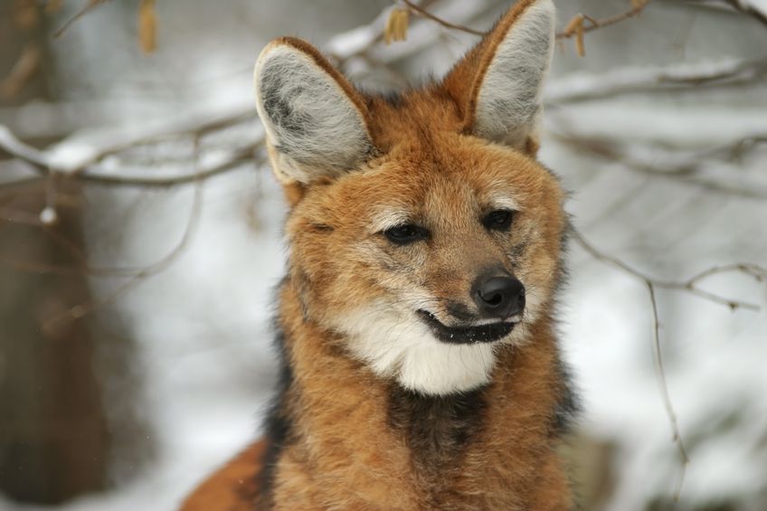 argentina wildlife