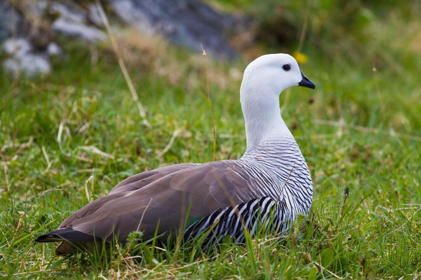 tierra del fuego national park