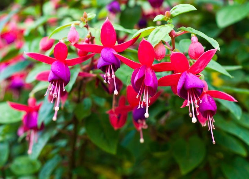 patagonia flowers