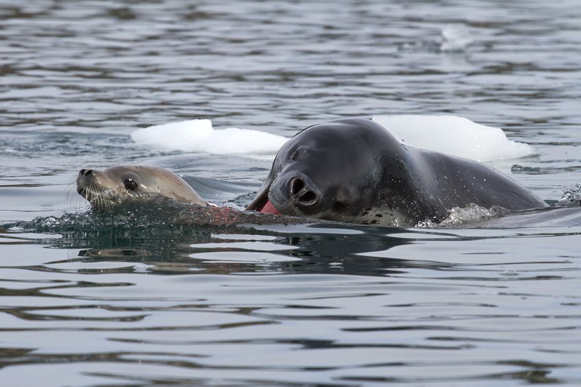 leopard seal