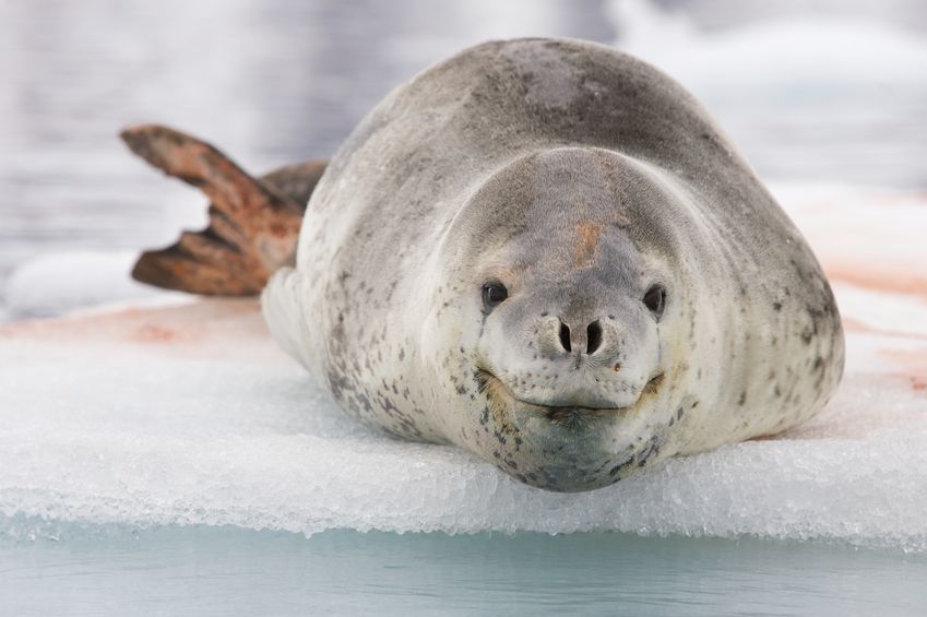 leopard seal