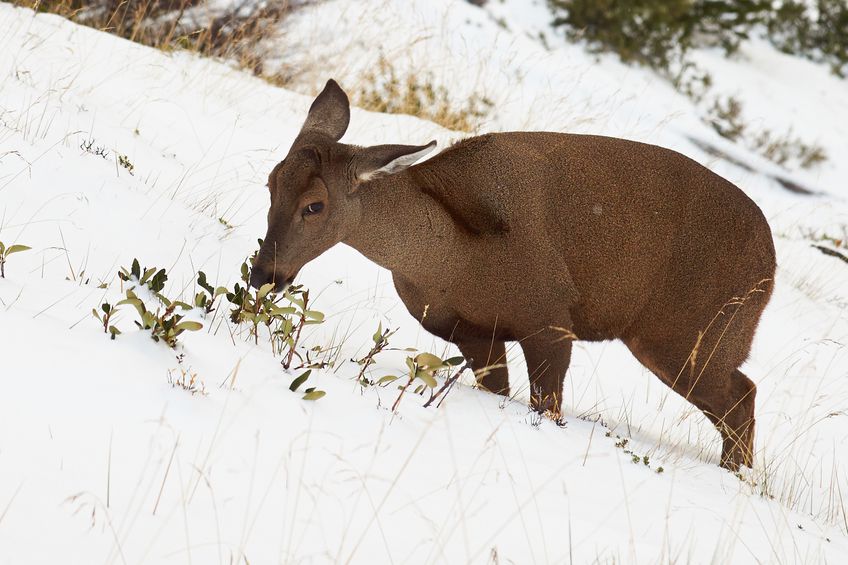 chile national animal