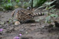 Keep Your Eyes Peeled: Argentina Wildlife in the Central Grasslands