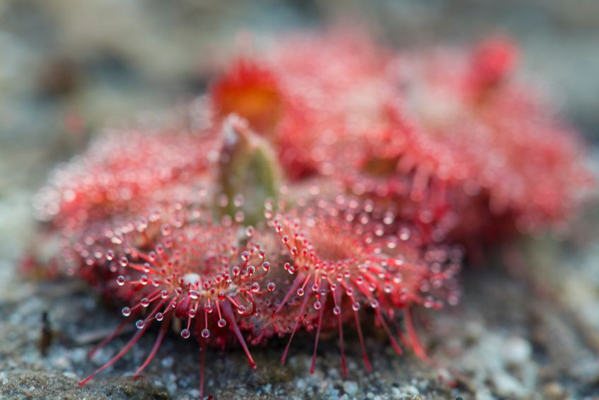 patagonia flowers