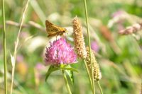 Rare Patagonia Flowers to Look Out For in the Region