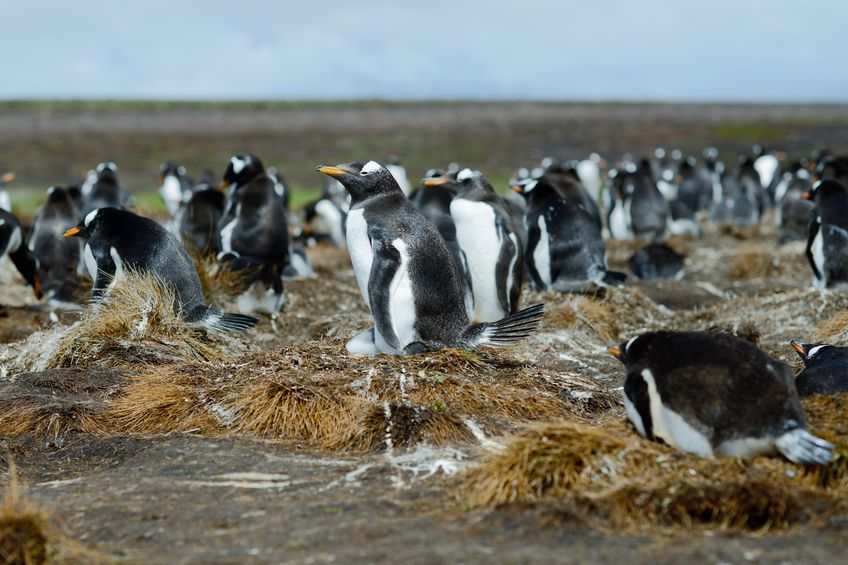 falkland islands tourism