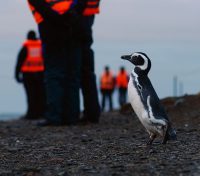 Punta Tombo and Other Patagonian Penguin Colonies