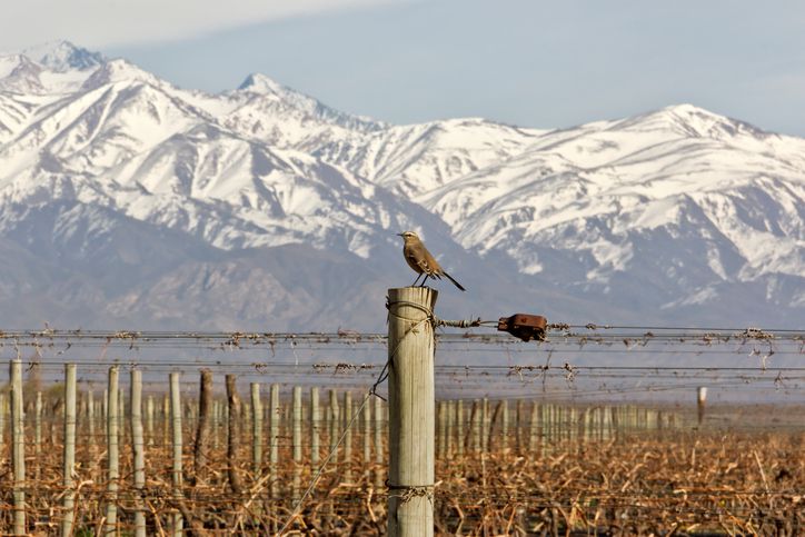 malbec