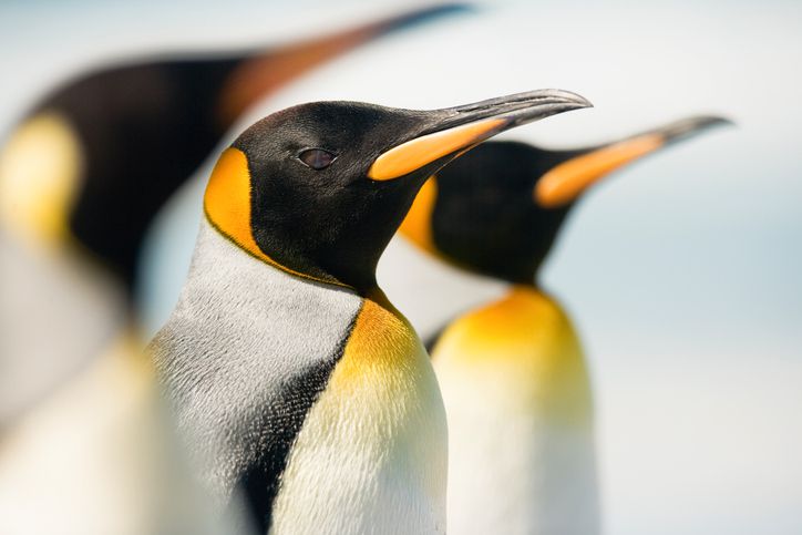 how long do penguins live