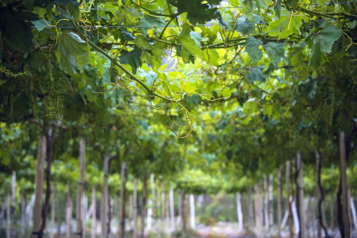chile wine tours
