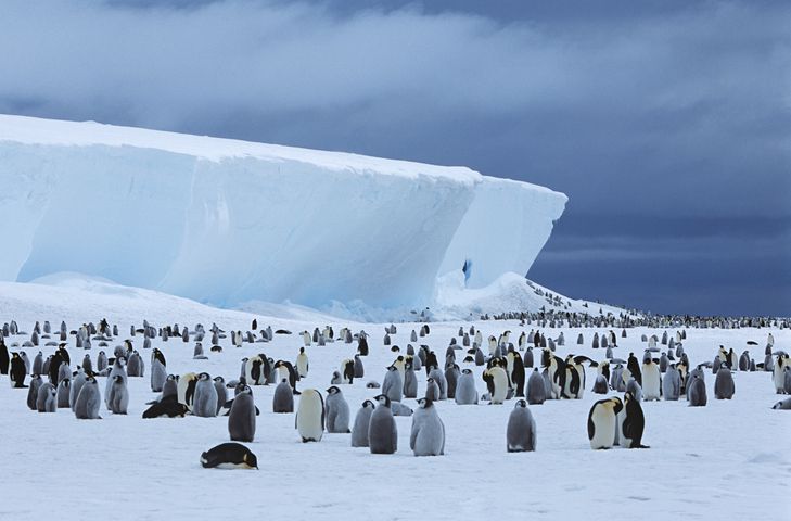penguin adaptations