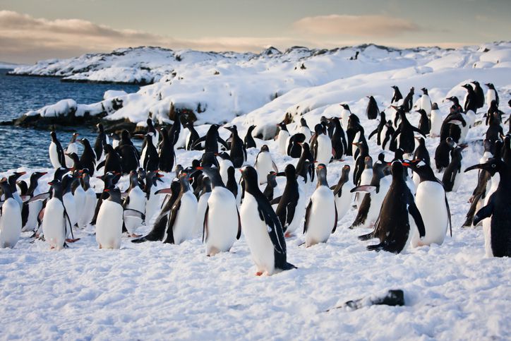 penguin adaptations