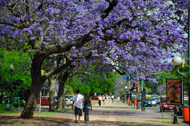 argentina national flower