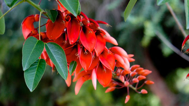 argentina national flower