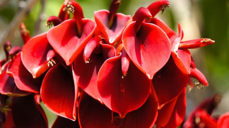 argentina national flower