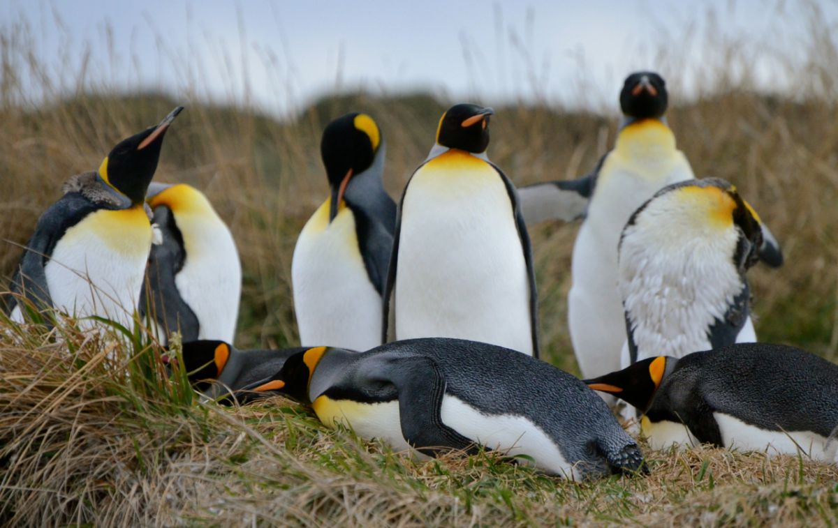 cruise from ushuaia to punta arenas