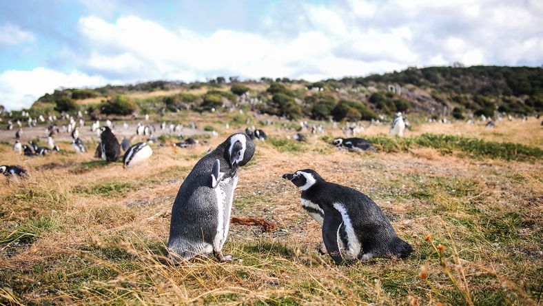 day trips in ushuaia