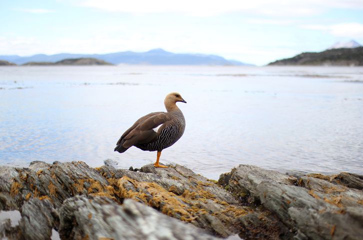 Lapataia Bay