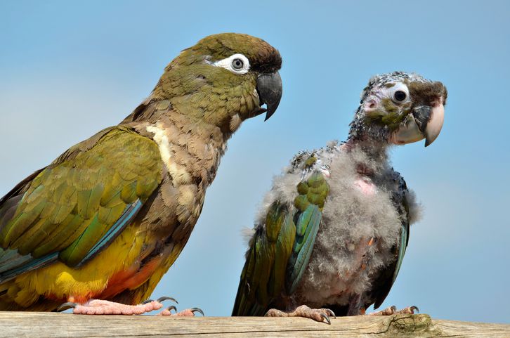 animals in argentina