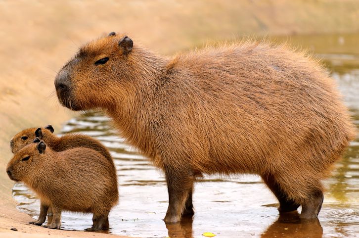 animals in argentina