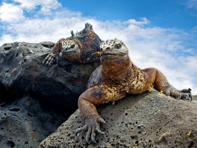 tortuga bay galapagos