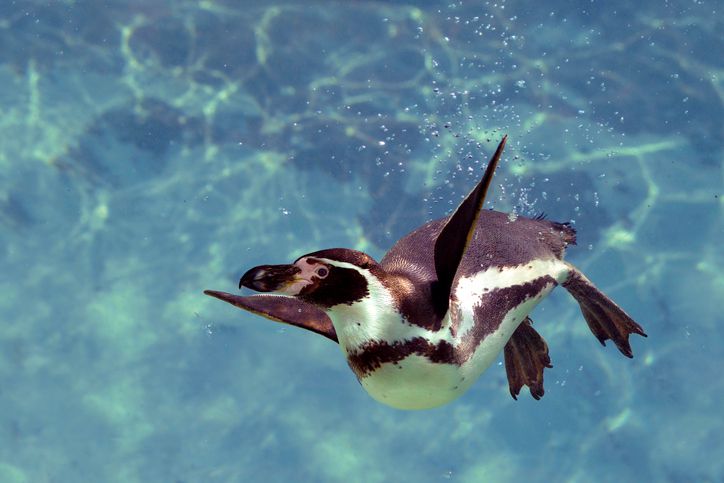 Humboldt penguins