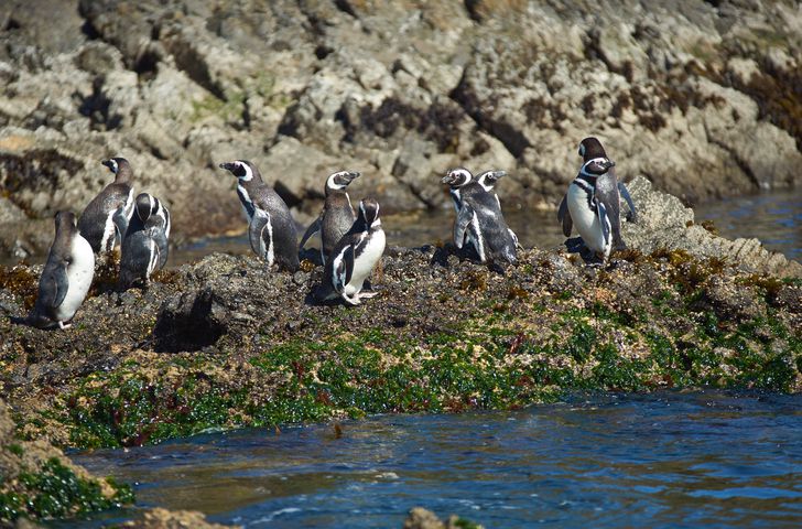 Chile Wildlife Watching