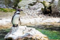 Where to Find Humboldt Penguins in South America