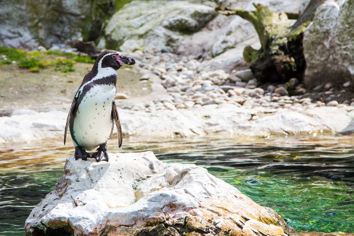 Humboldt penguins