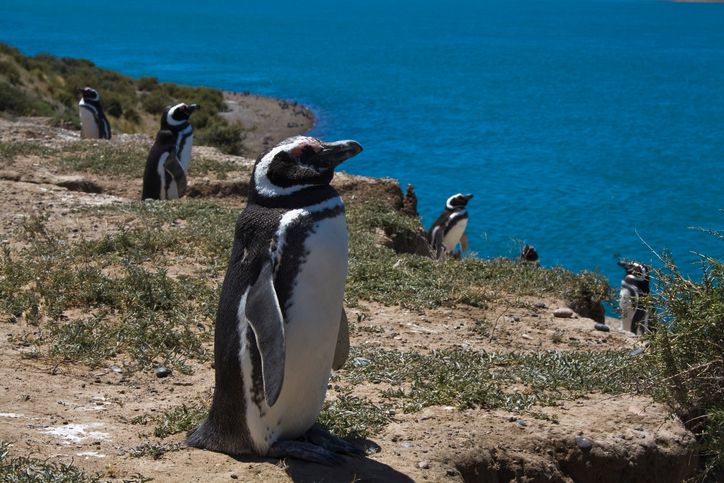 airports patagonia