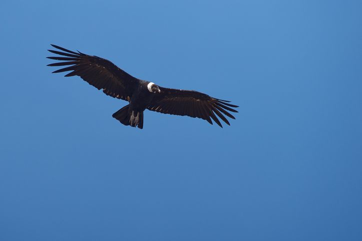 Chile Wildlife Watching