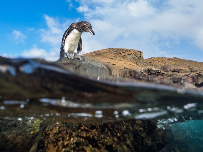 penguin life cycle