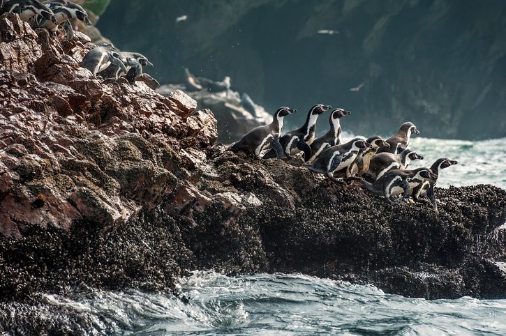 Humboldt penguins