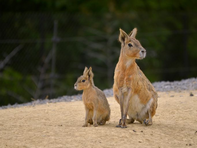 animals in argentina